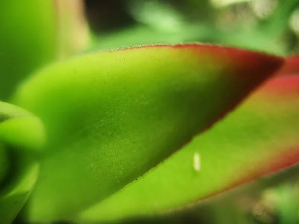 Liście Liście Zielona Natura — Zdjęcie stockowe