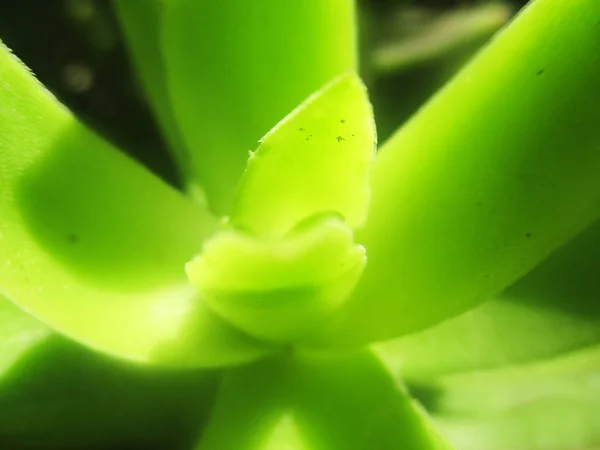 Blätter Laub Und Grüne Natur — Stockfoto