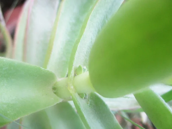 Blad Lövverk Och Grön Natur — Stockfoto