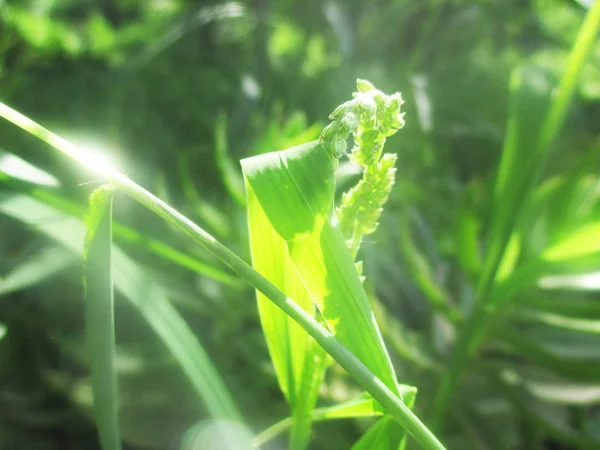 Folhas Folhagem Natureza Verde — Fotografia de Stock