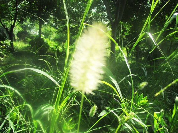 Bladeren Gebladerte Groene Natuur — Stockfoto