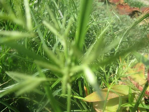 Hojas Follaje Naturaleza Verde —  Fotos de Stock