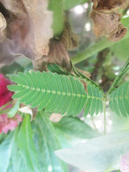 Hojas Follaje Naturaleza Verde — Foto de Stock