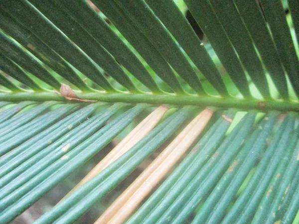 Hojas Follaje Naturaleza Verde — Foto de Stock