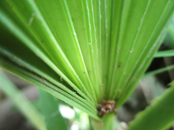 Folhas Folhagem Natureza Verde — Fotografia de Stock