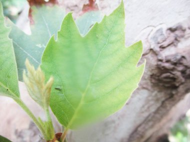 Yapraklar, yapraklar ve yeşil doğa