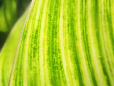 Güzel doğa, renkli çiçekler