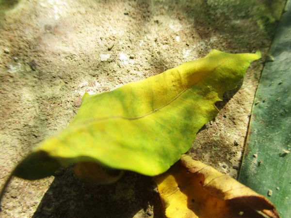 Bladeren Gebladerte Groene Natuur — Stockfoto