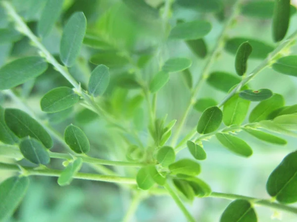 Liście Liście Zielona Natura — Zdjęcie stockowe