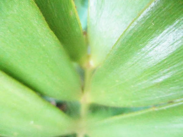 Daun Dedaunan Dan Alam Hijau — Stok Foto