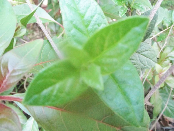 Hojas Follaje Naturaleza Verde —  Fotos de Stock