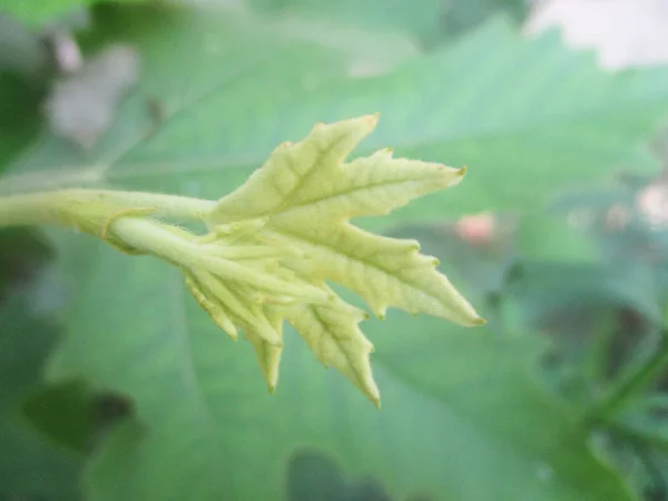 Leaves Foliage Green Nature — Stock Photo, Image