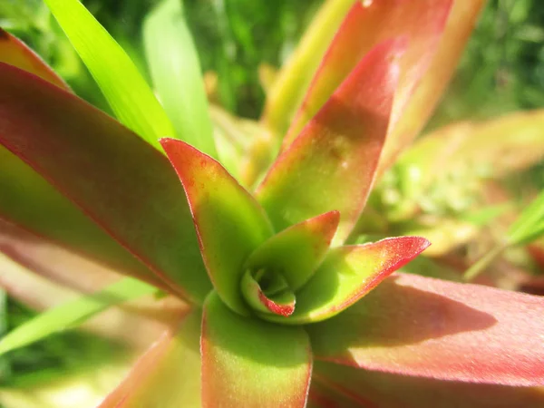 Hojas Follaje Naturaleza Verde —  Fotos de Stock