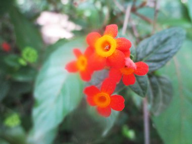 Güzel doğa, renkli çiçekler