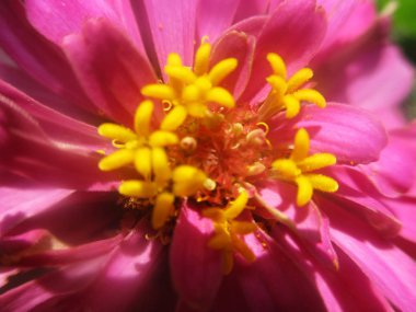 Güzel doğa, renkli çiçekler