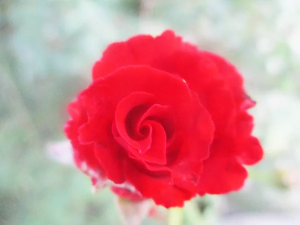 Gyönyörű Természet Színes Virágok — Stock Fotó