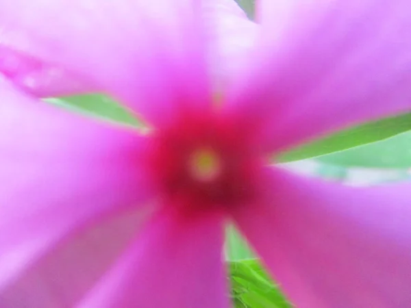 美丽的自然 五颜六色的花朵 — 图库照片