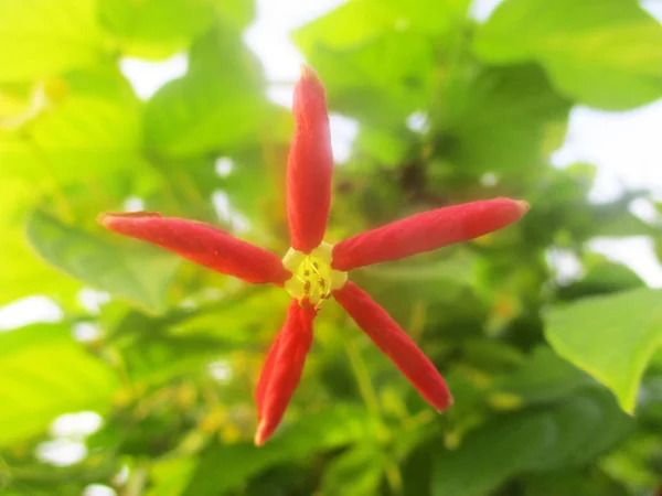 Hermosa Naturaleza Flores Coloridas — Foto de Stock