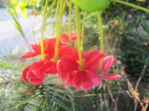 Bela Natureza Flores Coloridas — Fotografia de Stock
