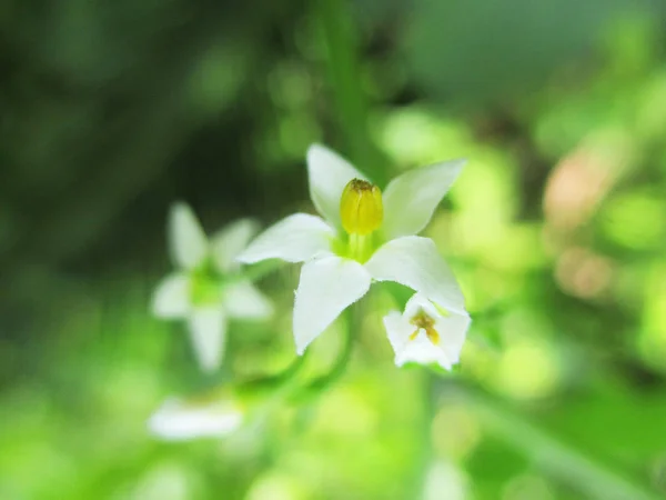 美しい自然 カラフルな花 — ストック写真