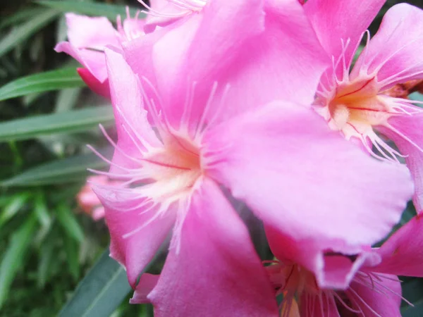 Krásná Příroda Barevné Květiny — Stock fotografie