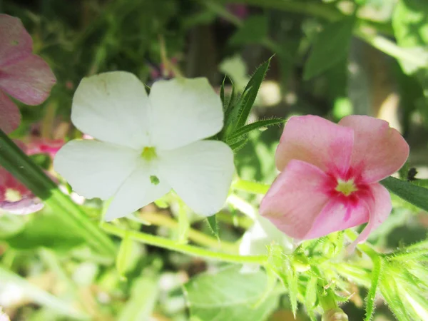 Belle Nature Fleurs Colorées — Photo