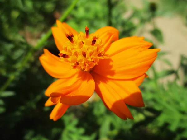 Bela Natureza Flores Coloridas — Fotografia de Stock