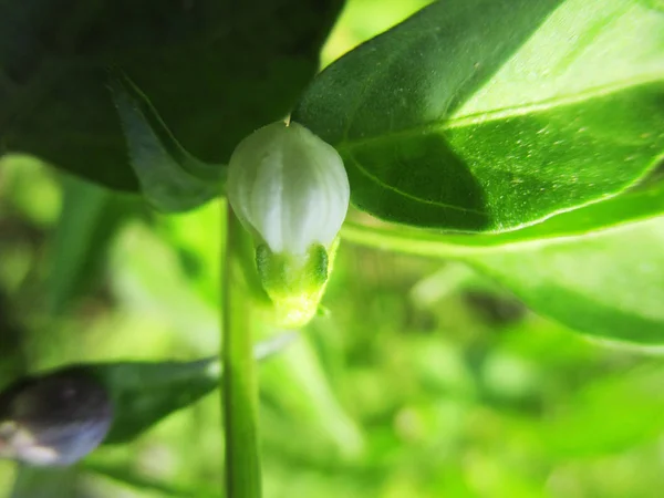Красива Природа Барвисті Квіти — стокове фото