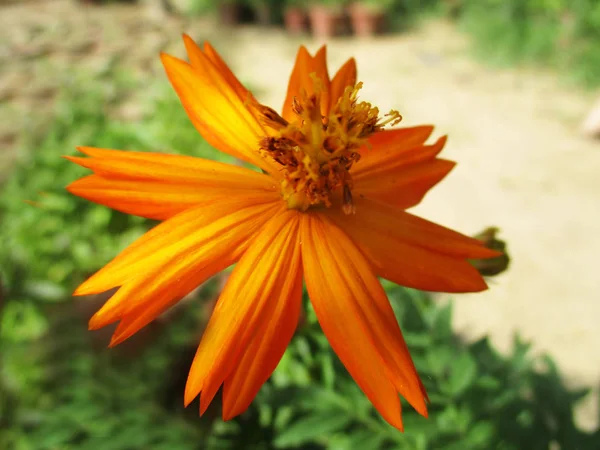 Bela Natureza Flores Coloridas — Fotografia de Stock