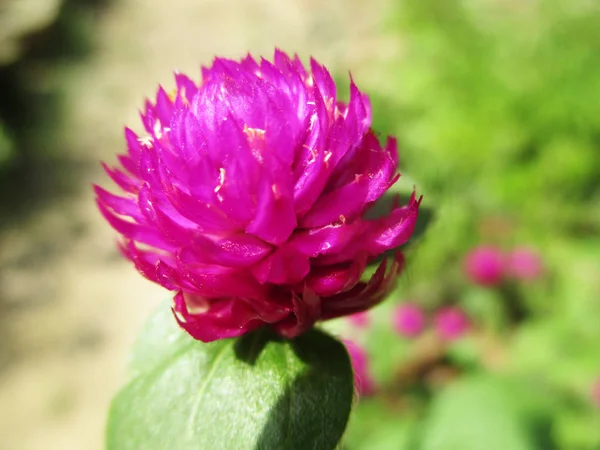 Gyönyörű Természet Színes Virágok — Stock Fotó