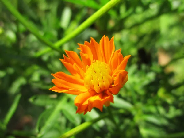 Bela Natureza Flores Coloridas — Fotografia de Stock