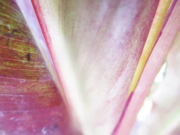 Schöne Natur Bunte Blumen — Stockfoto