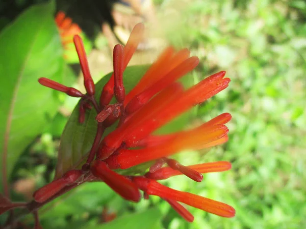 Bela Natureza Flores Coloridas — Fotografia de Stock