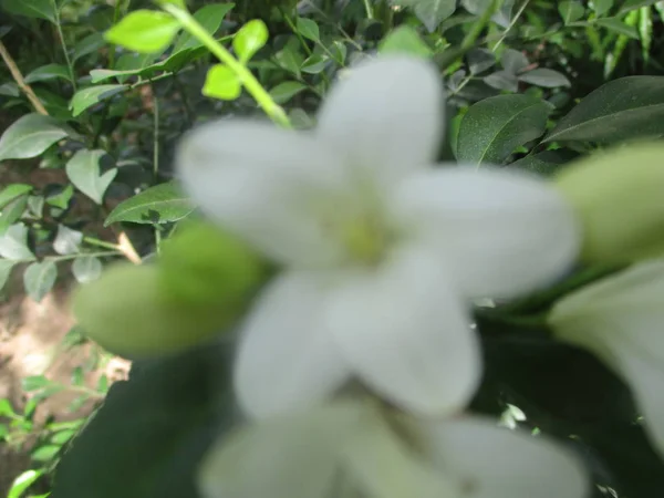 Prachtige Natuur Kleurrijke Bloemen — Stockfoto