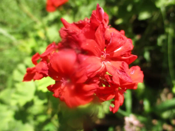 Красива Природа Барвисті Квіти — стокове фото