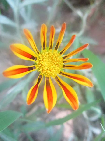 Bela Natureza Flores Coloridas — Fotografia de Stock