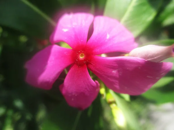 Belle Nature Fleurs Colorées — Photo