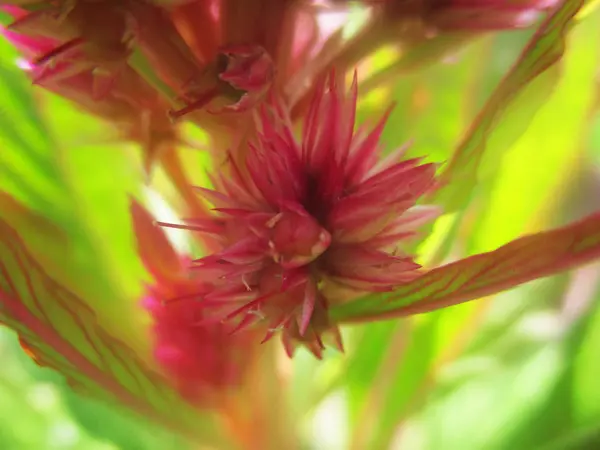 Prachtige Natuur Kleurrijke Bloemen — Stockfoto