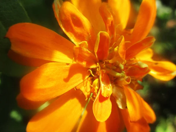 美丽的自然 五颜六色的花朵 — 图库照片
