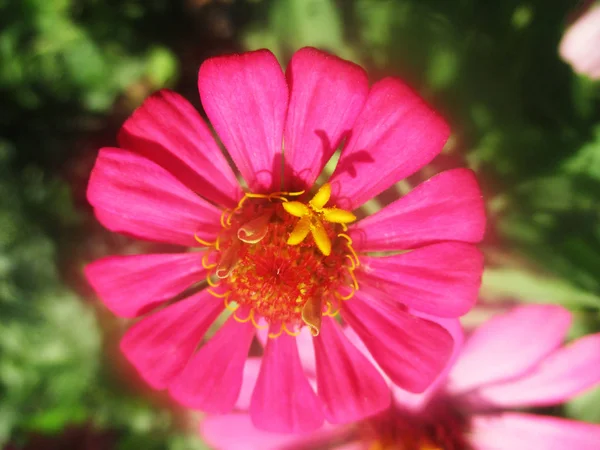 Belle Nature Fleurs Colorées — Photo