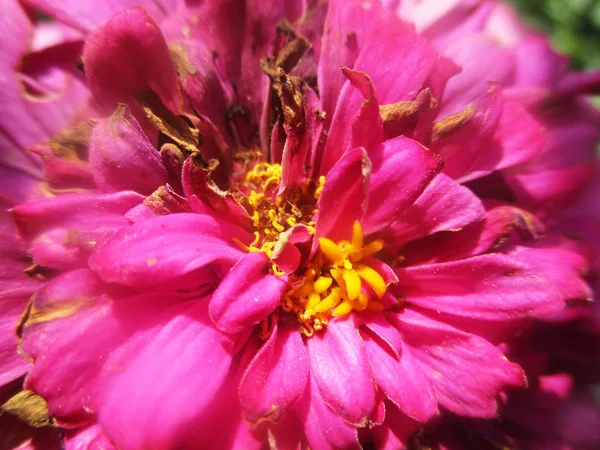 Schöne Natur Bunte Blumen — Stockfoto