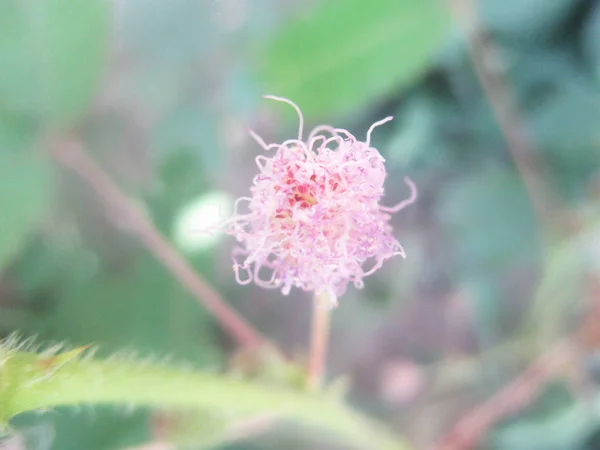 Πανέμορφη Φύση Πολύχρωμα Λουλούδια — Φωτογραφία Αρχείου