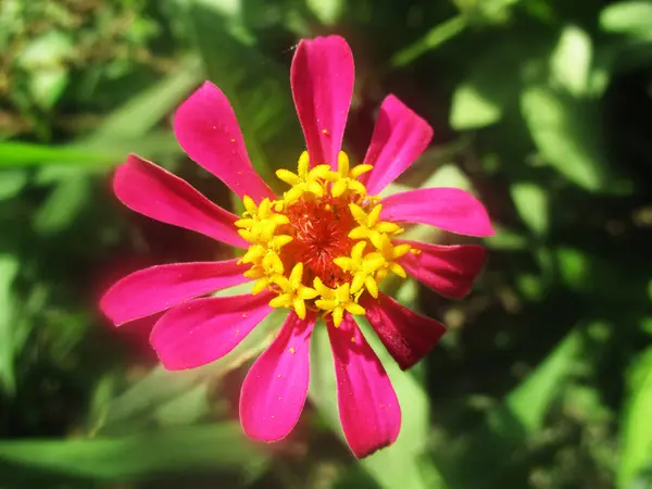 Belle Nature Fleurs Colorées — Photo