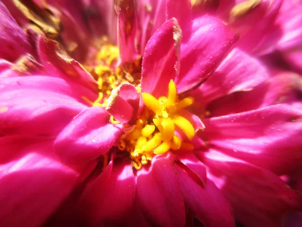 Hermosa Naturaleza Flores Coloridas —  Fotos de Stock