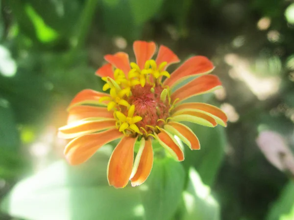 美しい自然 カラフルな花 — ストック写真