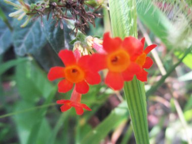 Güzel doğa, renkli çiçekler