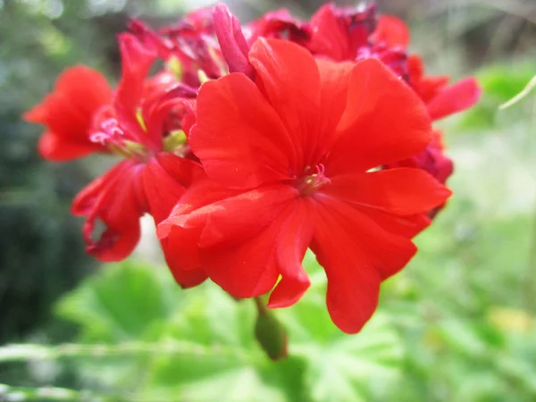 Piękna Przyroda Kolorowe Kwiaty — Zdjęcie stockowe