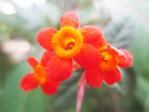 Beautiful Nature Colorful Flowers — Stock Photo, Image