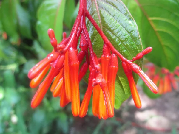 Bela Natureza Flores Coloridas — Fotografia de Stock