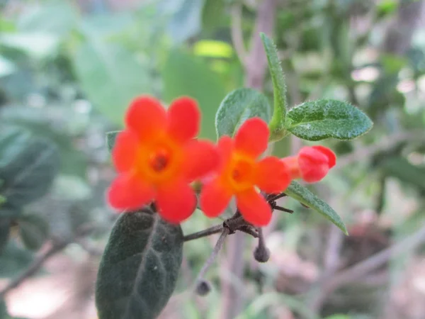 Bela Natureza Flores Coloridas — Fotografia de Stock